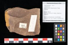 Foto (Objekt + Etikett) von Graminea ? sp.  (NHMW-GEO-2024-0188-0387)